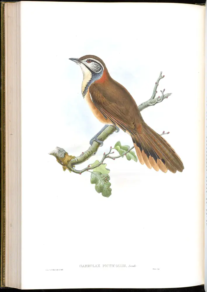 The whole sheet of volume III, plate 53, with its engraved caption
