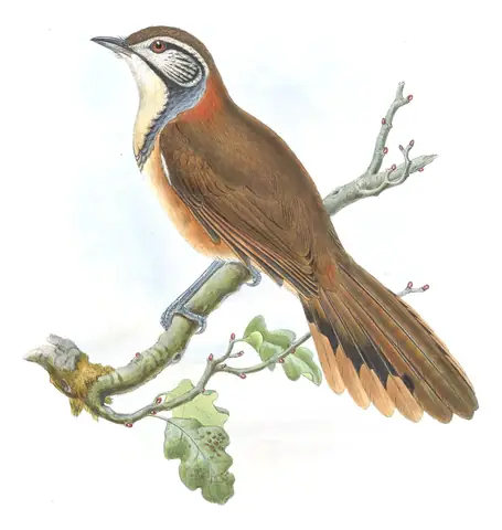 Volume III, plate 53 of Gould's The Birds of Asia: Greater Necklaced Laughingthrush (Pterorhinus pectoralis)