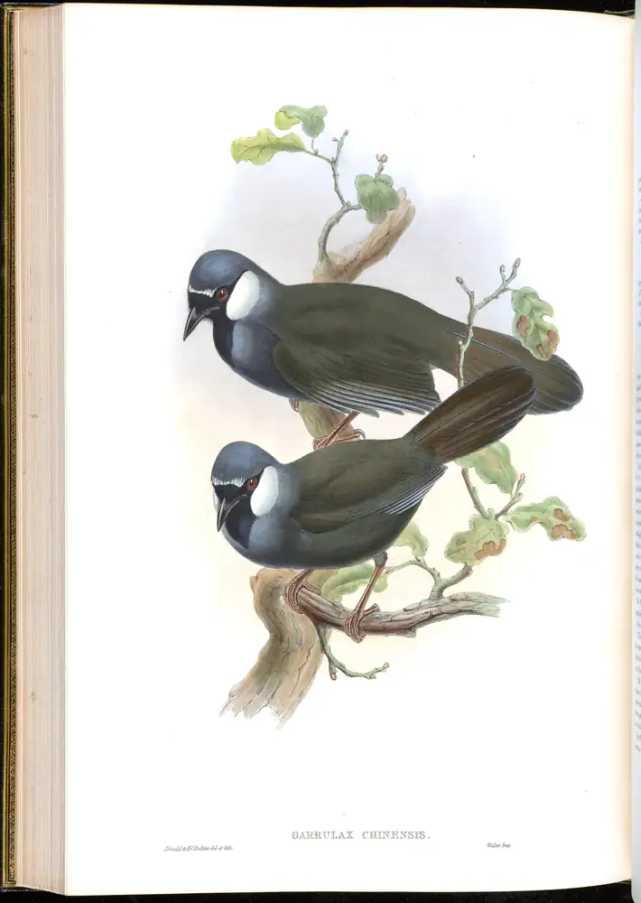 The whole sheet of volume III, plate 54, with its engraved caption