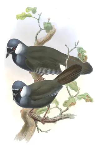 Volume III, plate 54 of Gould's The Birds of Asia: Black-throated Laughingthrush (Pterorhinus chinensis)