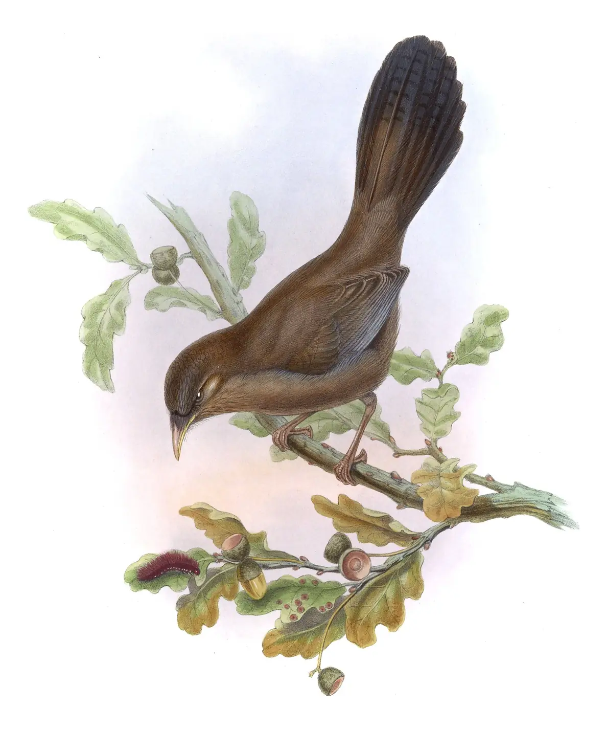 Volume III, plate 55 of Gould's The Birds of Asia: Pere David's Laughingthrush (Pterorhinus davidi)