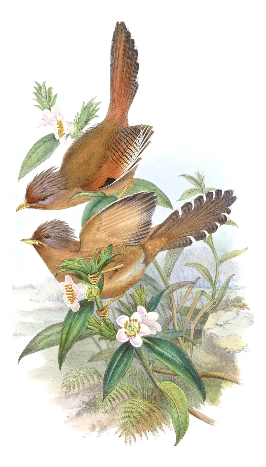 Volume III, plate 56 of Gould's The Birds of Asia: Rusty-fronted Barwing (Actinodura egertoni)