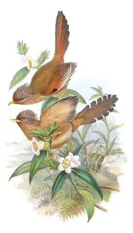 Volume III, plate 56 of Gould's The Birds of Asia: Rusty-fronted Barwing (Actinodura egertoni)
