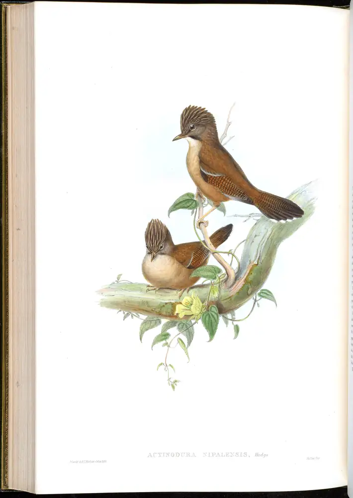 The whole sheet of volume III, plate 57, with its engraved caption