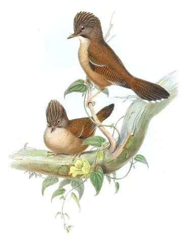 Volume III, plate 57 of Gould's The Birds of Asia: Hoary-throated Barwing (Actinodura nipalensis)