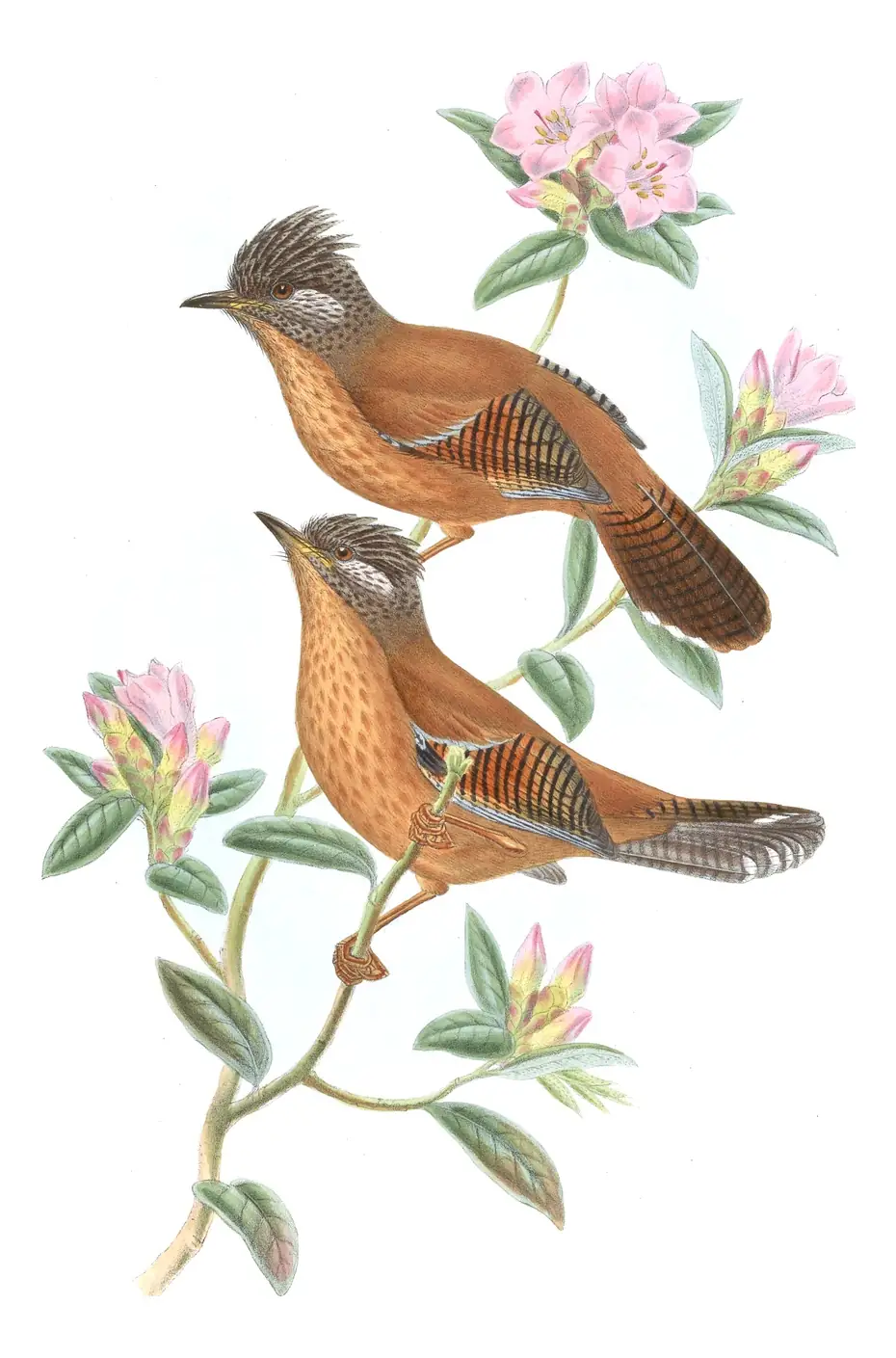Volume III, plate 58 of Gould's The Birds of Asia: Streak-throated Barwing (Actinodura waldeni)
