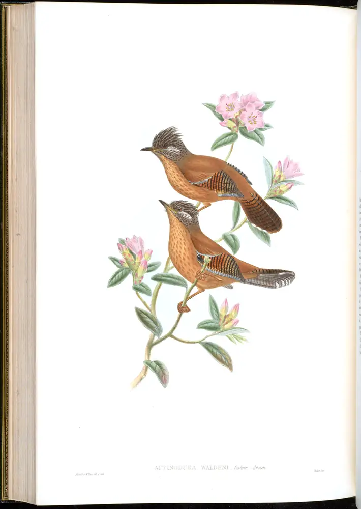 The whole sheet of volume III, plate 58, with its engraved caption