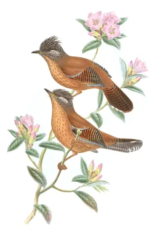 Volume III, plate 58 of Gould's The Birds of Asia: Streak-throated Barwing (Actinodura waldeni)