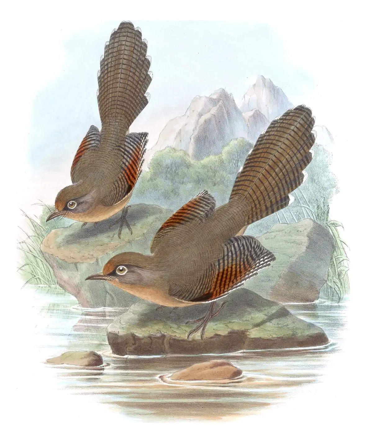 Volume III, plate 59 of Gould's The Birds of Asia: Spectacled Barwing (Actinodura ramsayi)