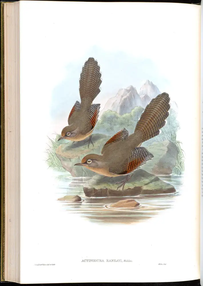The whole sheet of volume III, plate 59, with its engraved caption