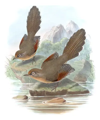 Volume III, plate 59 of Gould's The Birds of Asia: Spectacled Barwing (Actinodura ramsayi)