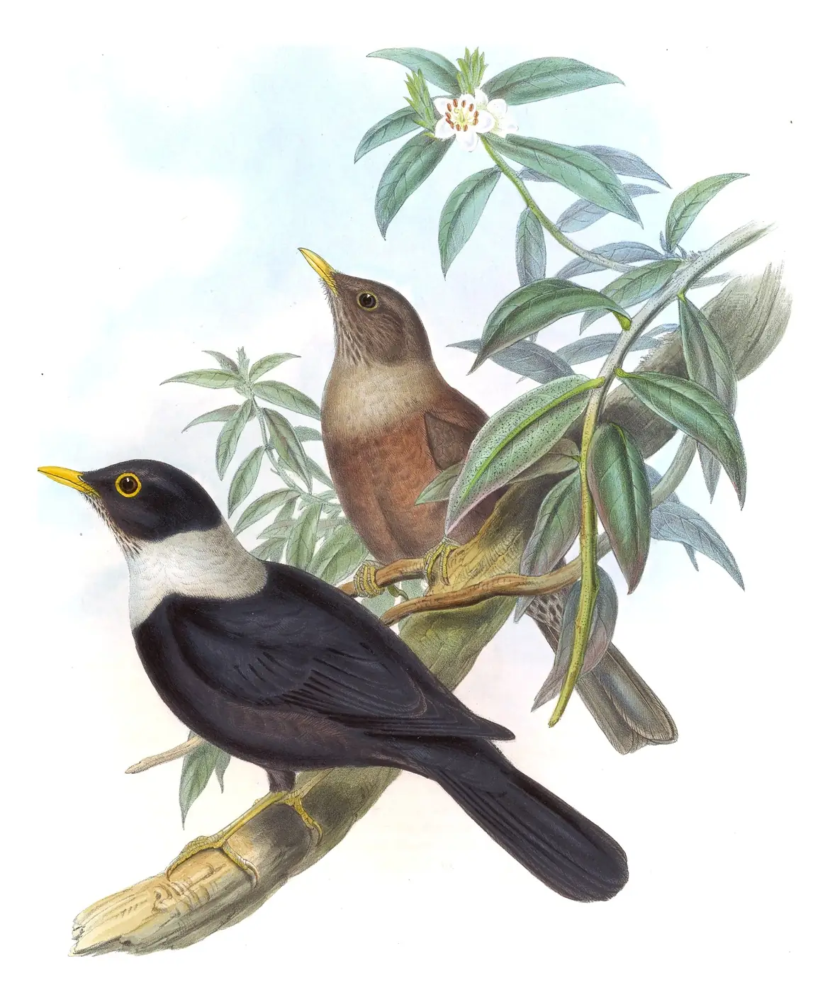 Volume III, plate 6 of Gould's The Birds of Asia: White-collared Blackbird (Turdus albocinctus)