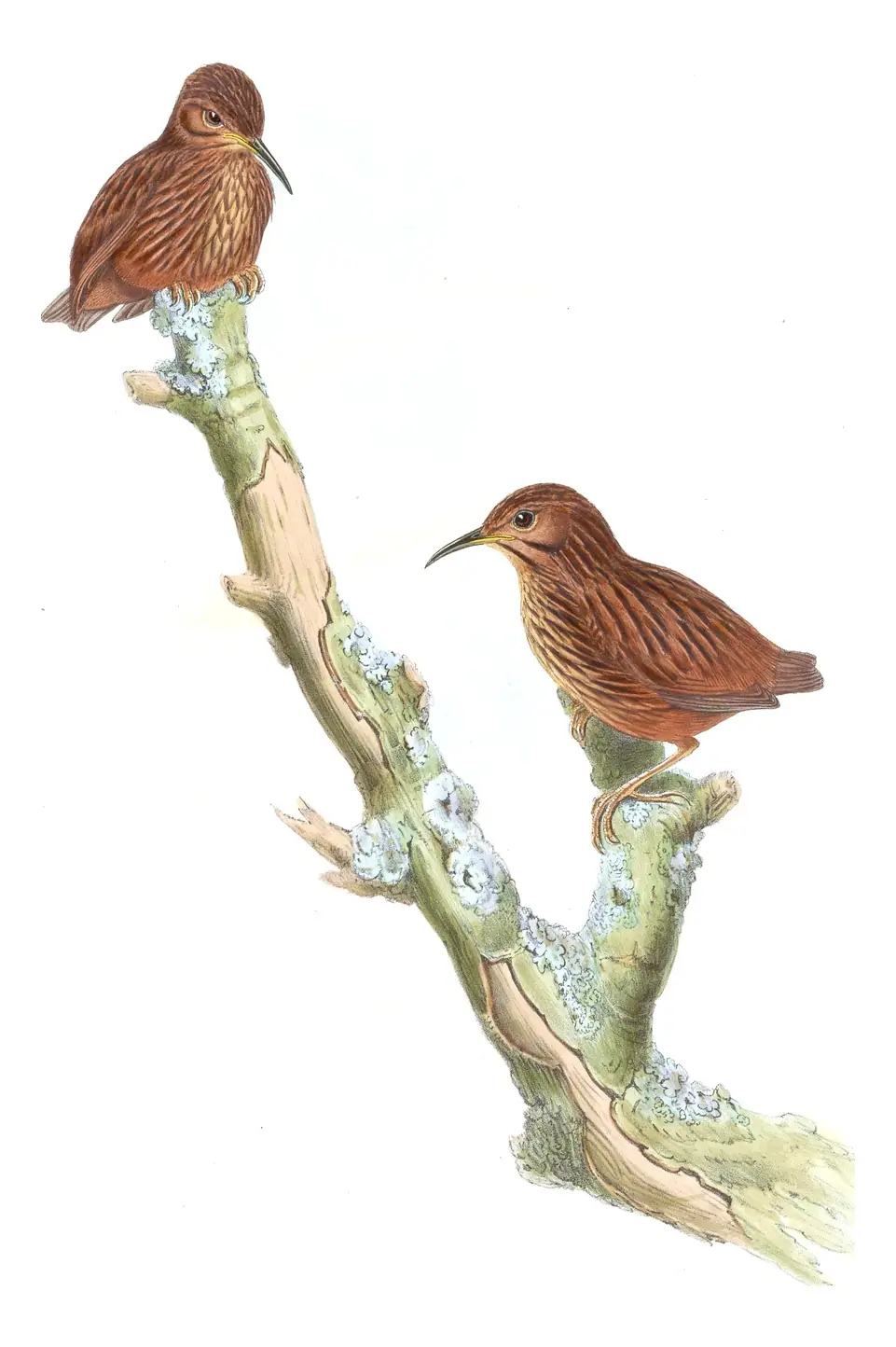 Volume III, plate 60 of Gould's The Birds of Asia: Long-billed Wren-Babbler (Napothera malacoptila)