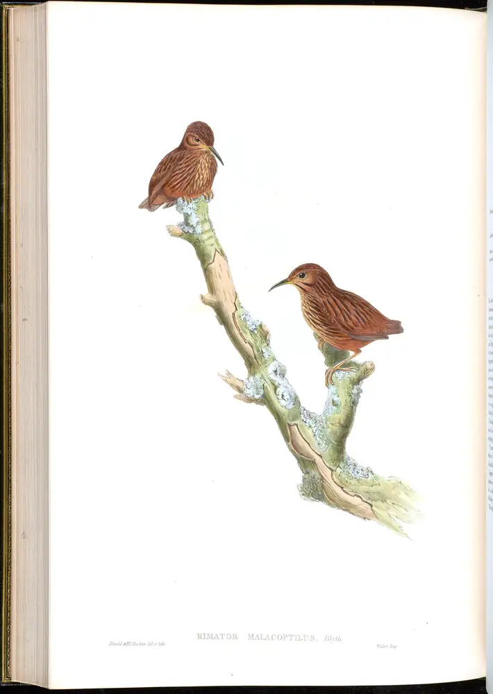 The whole sheet of volume III, plate 60, with its engraved caption