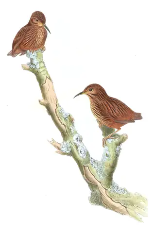 Volume III, plate 60 of Gould's The Birds of Asia: Long-billed Wren-Babbler (Napothera malacoptila)
