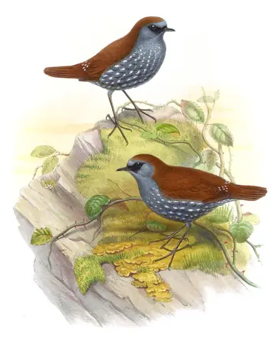 Volume III, plate 61 of Gould's The Birds of Asia: Gould's Shortwing (Heteroxenicus stellatus)