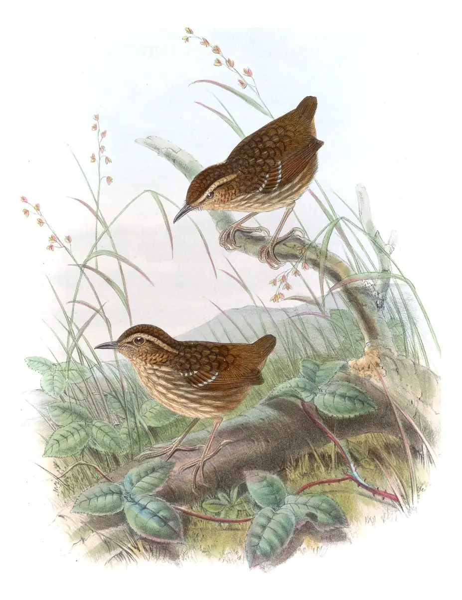 Volume III, plate 62 of Gould's The Birds of Asia: Eyebrowed Wren-Babbler (Napothera epilepidota)