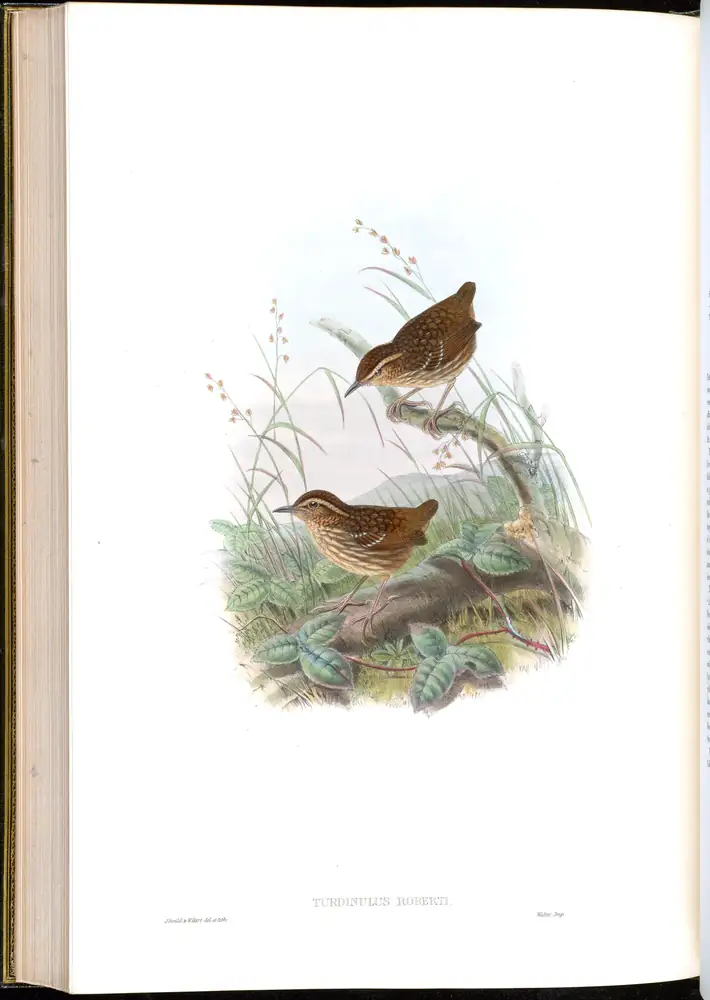 The whole sheet of volume III, plate 62, with its engraved caption