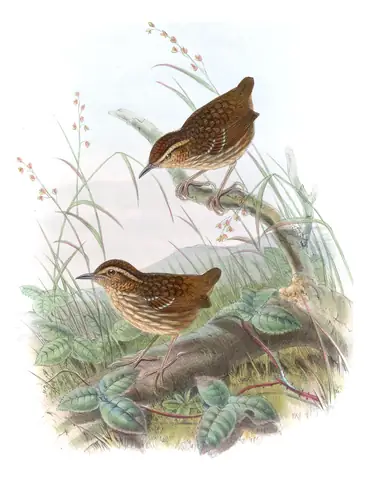 Volume III, plate 62 of Gould's The Birds of Asia: Eyebrowed Wren-Babbler (Napothera epilepidota)