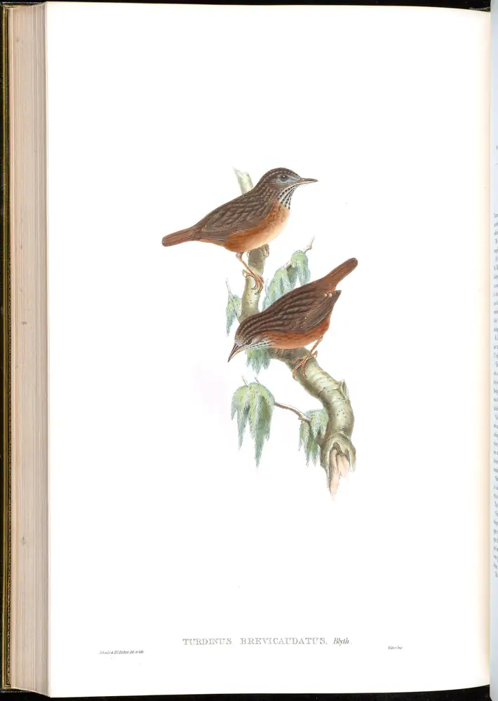 The whole sheet of volume III, plate 63, with its engraved caption