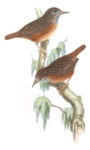 Volume III, plate 63 of Gould's The Birds of Asia: Streaked Wren-Babbler (Gypsophila brevicaudata)