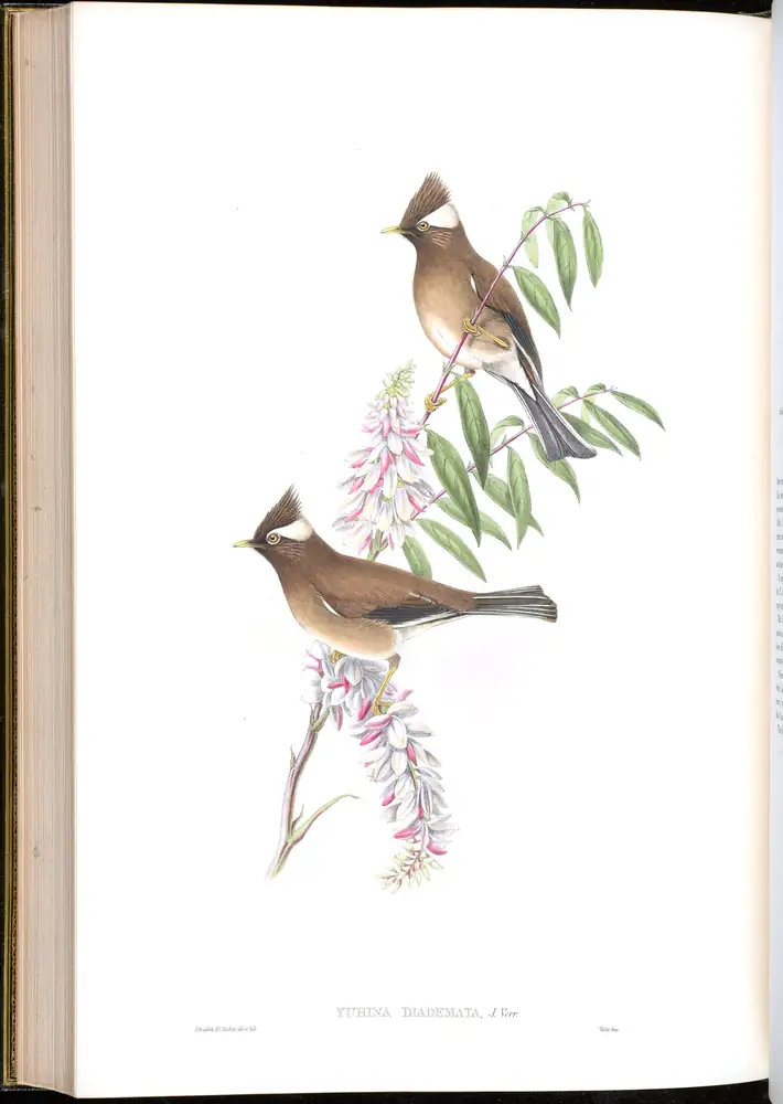 The whole sheet of volume III, plate 64, with its engraved caption
