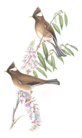 Volume III, plate 64 of Gould's The Birds of Asia: White-collared Yuhina (Parayuhina diademata)