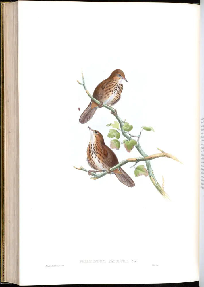 The whole sheet of volume III, plate 65, with its engraved caption