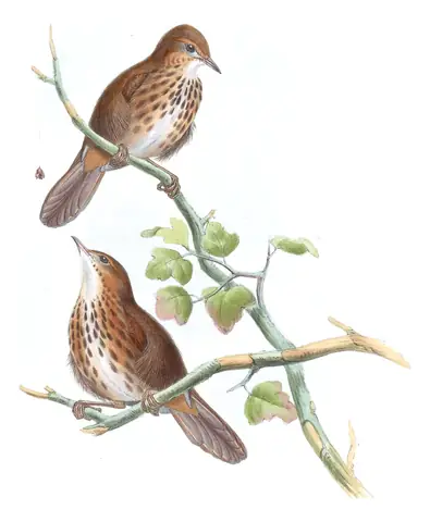 Volume III, plate 65 of Gould's The Birds of Asia: Marsh Babbler (Pellorneum palustre)