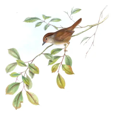 Volume III, plate 66 of Gould's The Birds of Asia: Dusky Fulvetta (Schoeniparus brunneus)