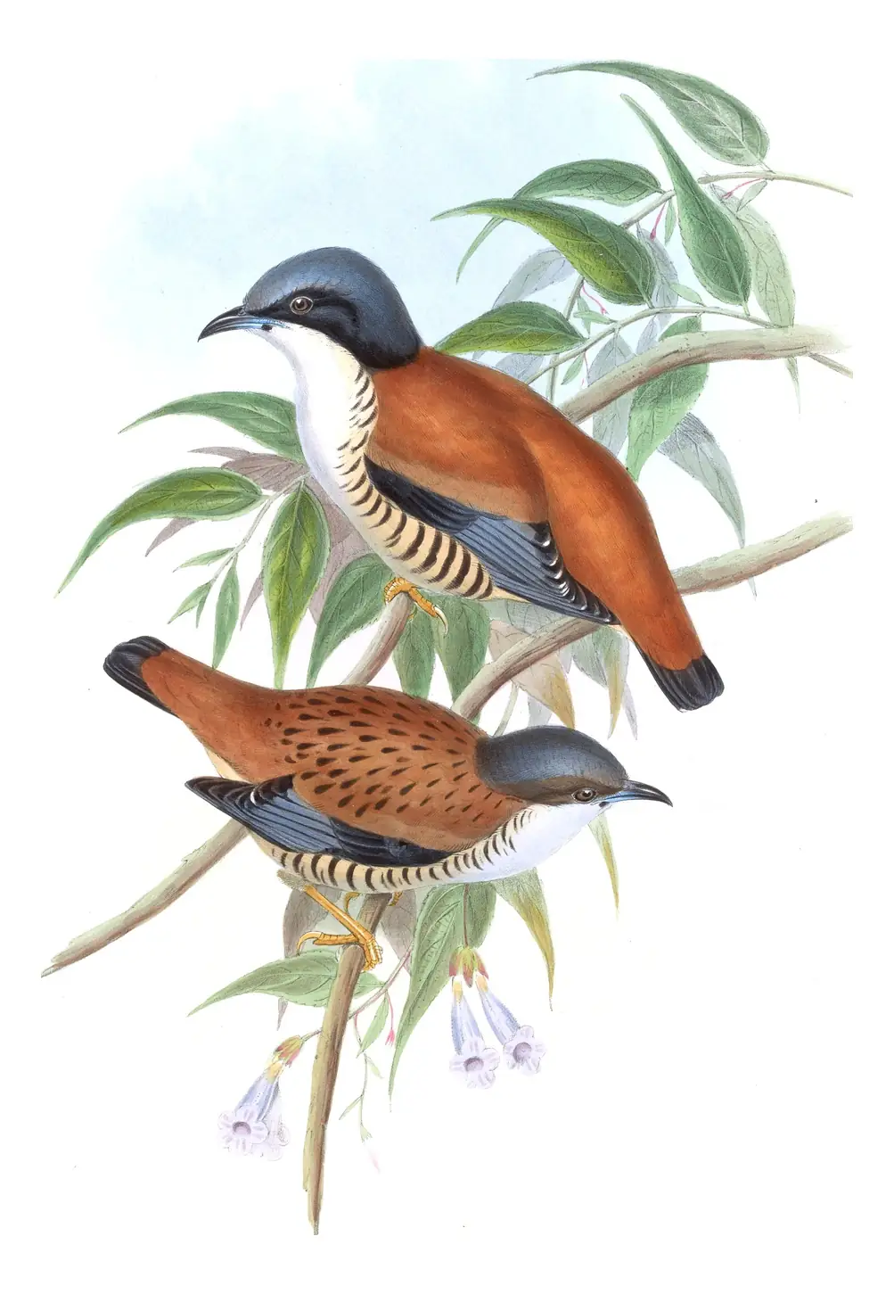 Volume III, plate 67 of Gould's The Birds of Asia: Himalayan Cutia (Cutia nipalensis)