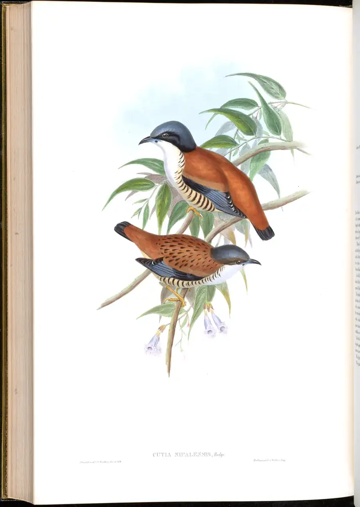 The whole sheet of volume III, plate 67, with its engraved caption