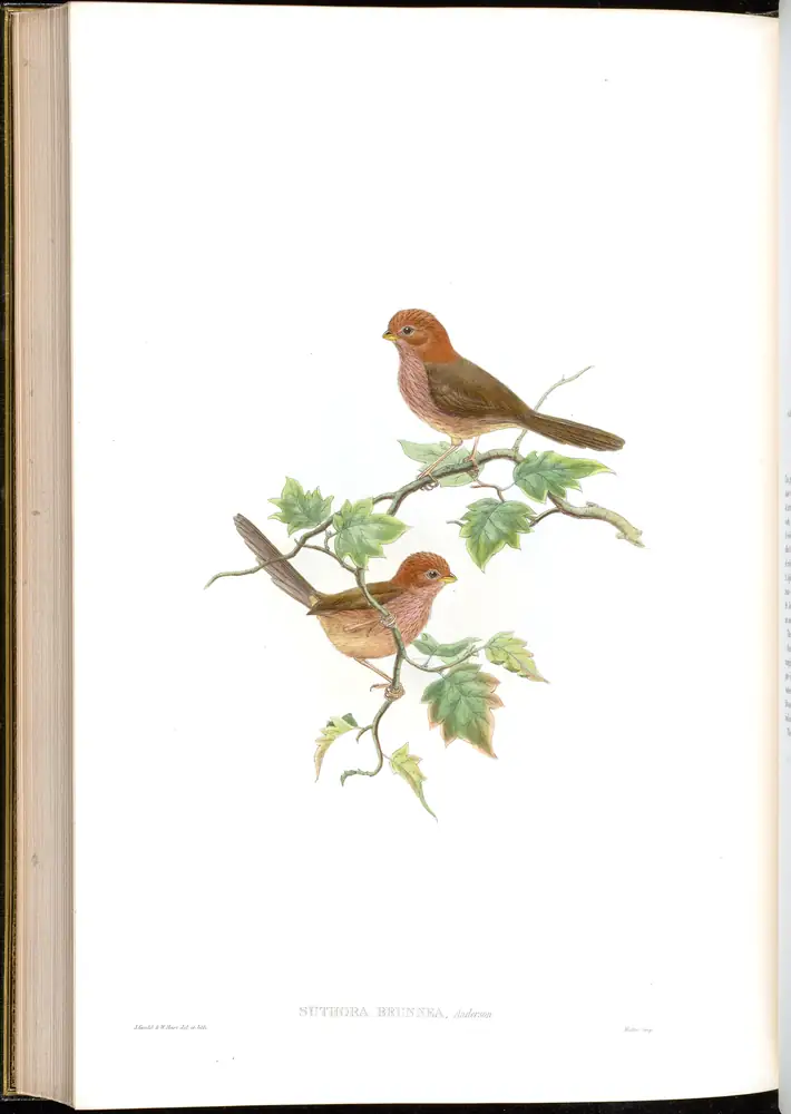 The whole sheet of volume III, plate 68, with its engraved caption