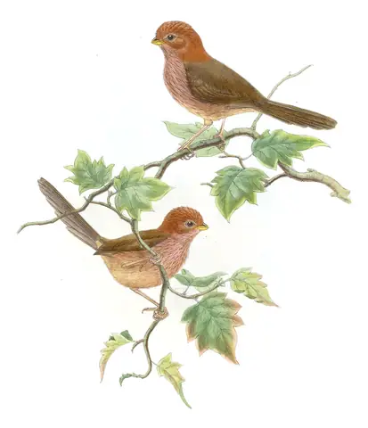 Volume III, plate 68 of Gould's The Birds of Asia: Brown-winged Parrotbill (Suthora brunnea)