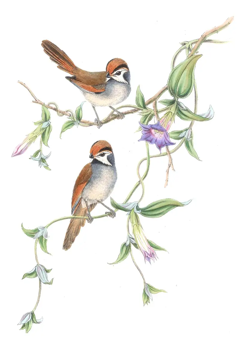 Volume III, plate 69 of Gould's The Birds of Asia: Black-throated Parrotbill (Suthora nipalensis)