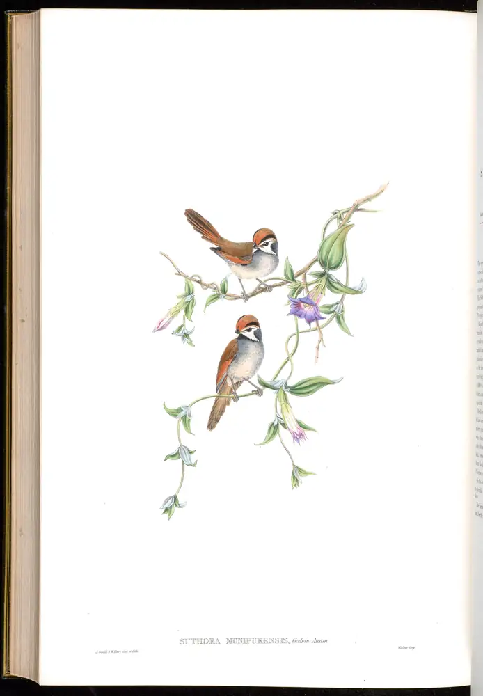 The whole sheet of volume III, plate 69, with its engraved caption