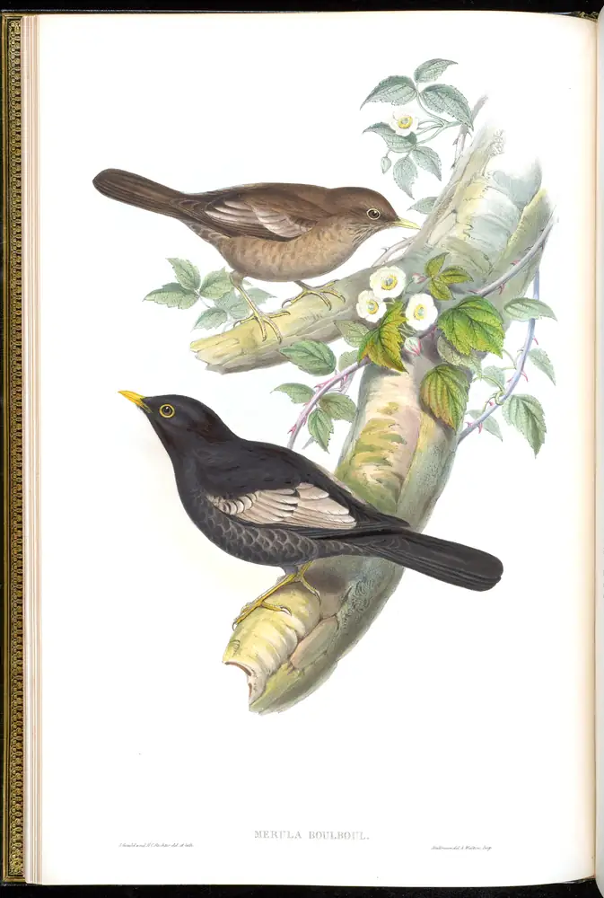 The whole sheet of volume III, plate 7, with its engraved caption