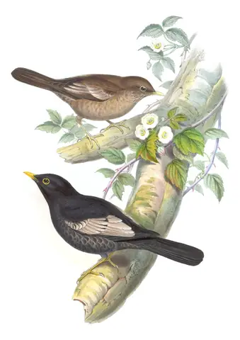 Volume III, plate 7 of Gould's The Birds of Asia: Gray-winged Blackbird (Turdus boulboul)