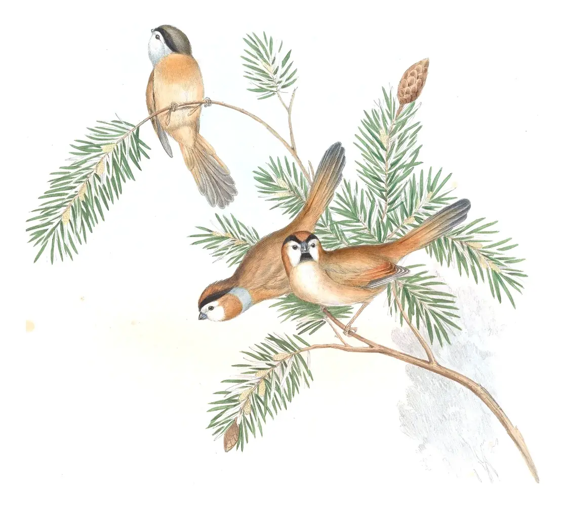 Volume III, plate 70 of Gould's The Birds of Asia: Black-throated Parrotbill (Suthora nipalensis)