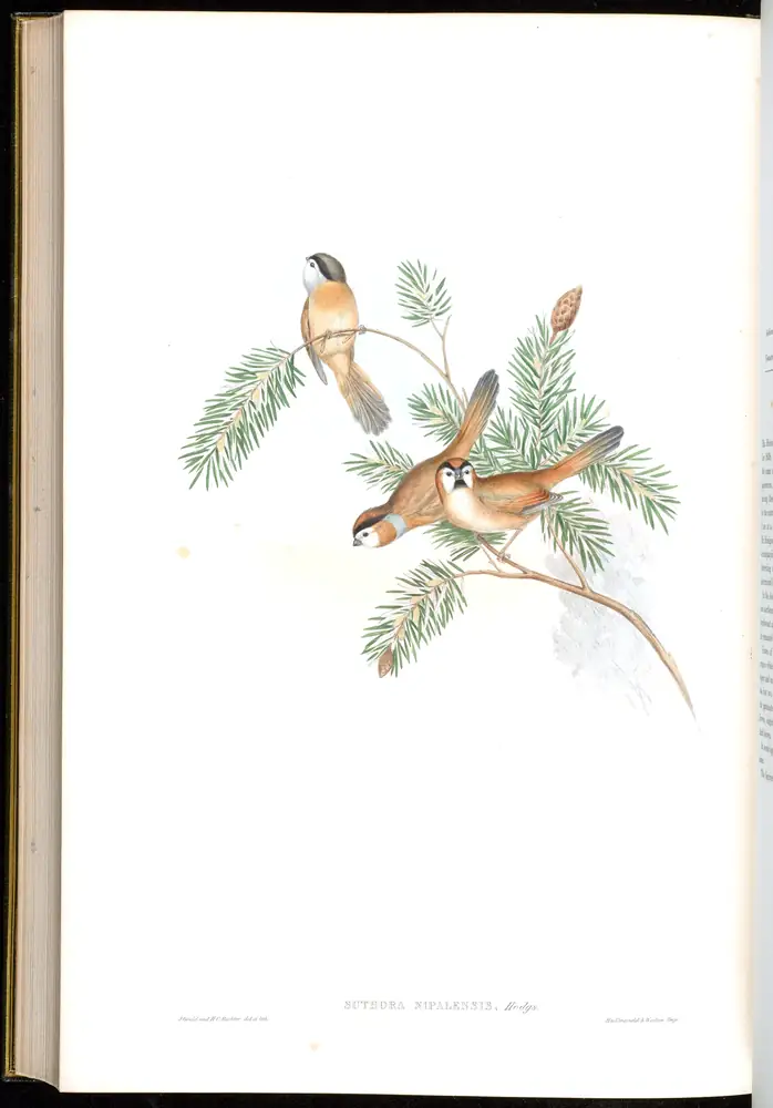The whole sheet of volume III, plate 70, with its engraved caption