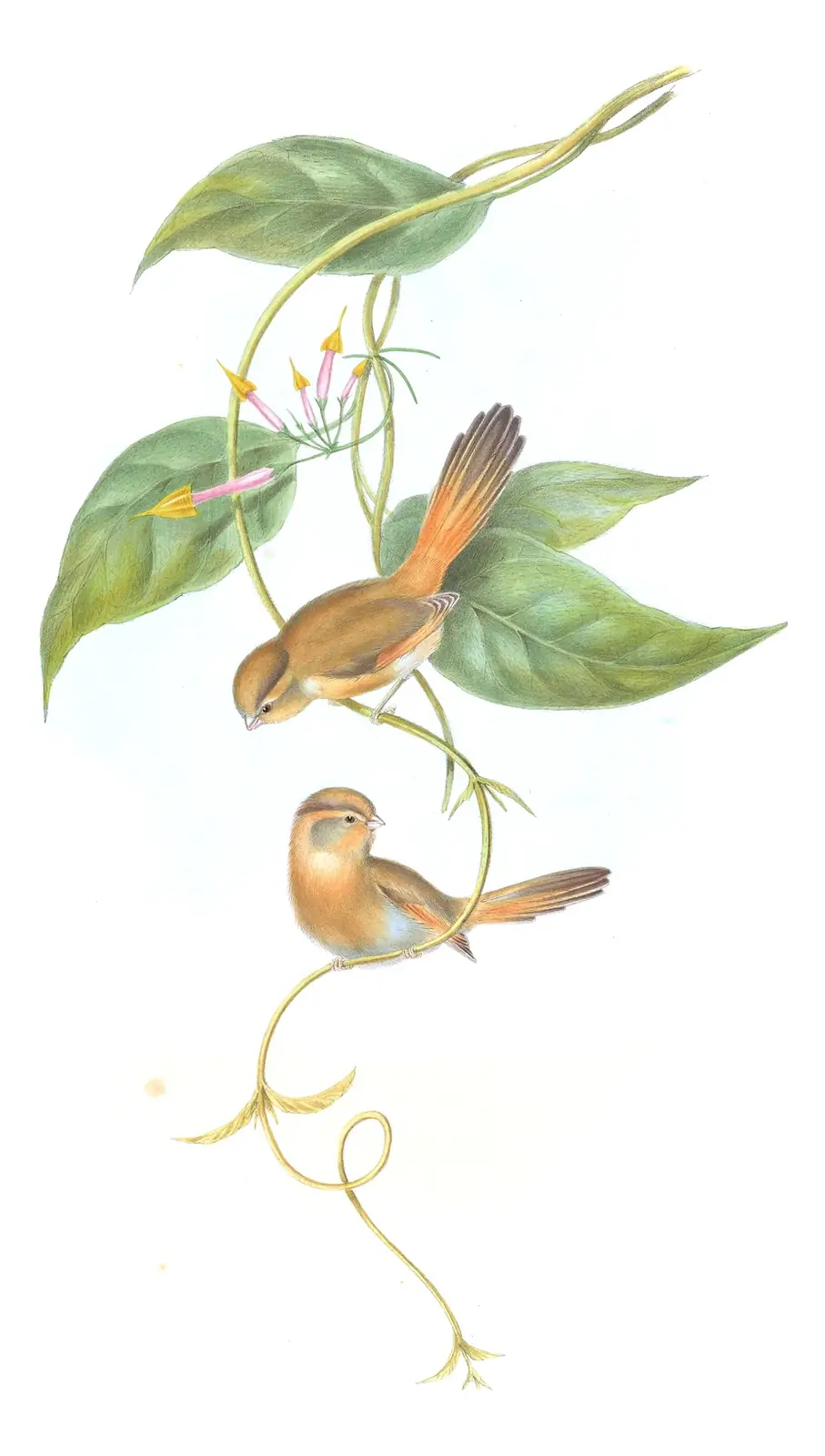 Volume III, plate 71 of Gould's The Birds of Asia: Fulvous Parrotbill (Suthora fulvifrons)
