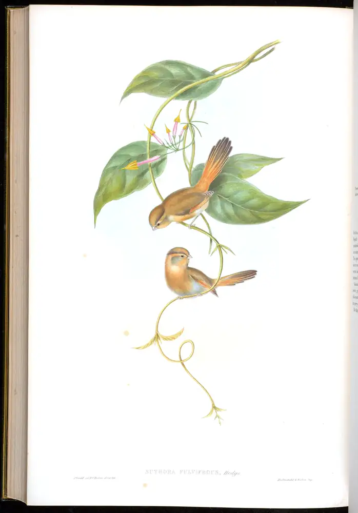 The whole sheet of volume III, plate 71, with its engraved caption