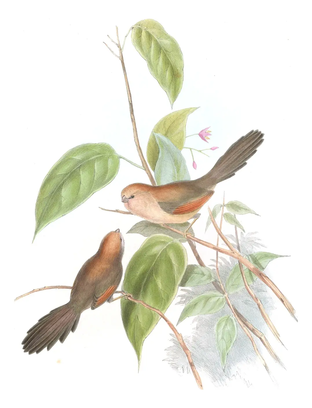 Volume III, plate 72 of Gould's The Birds of Asia: Vinous-throated Parrotbill (Suthora webbiana)