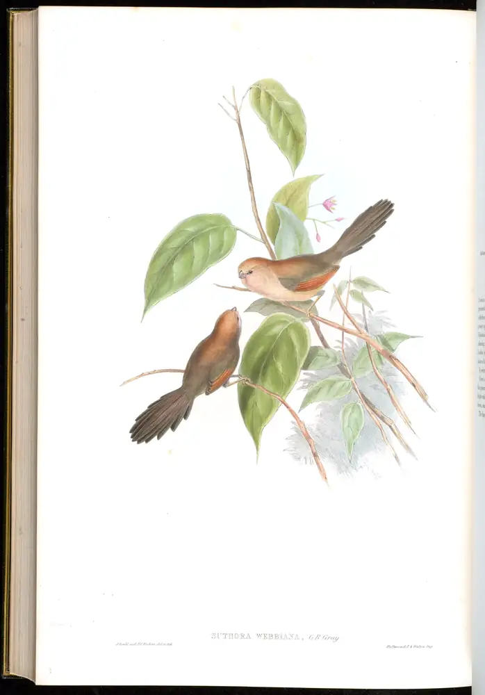 The whole sheet of volume III, plate 72, with its engraved caption