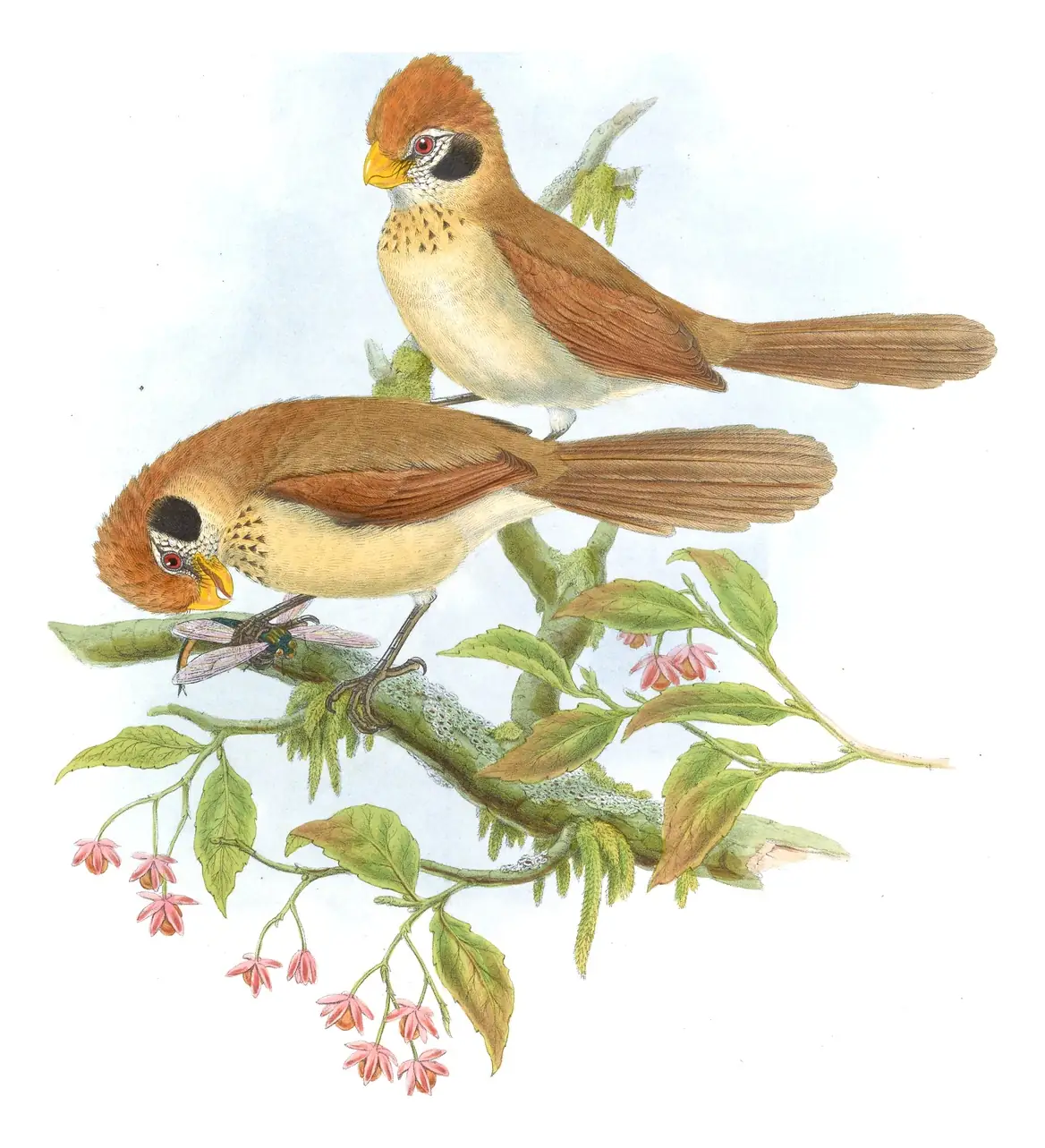 Volume III, plate 73 of Gould's The Birds of Asia: Spot-breasted Parrotbill (Paradoxornis guttaticollis)