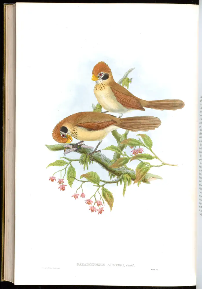 The whole sheet of volume III, plate 73, with its engraved caption