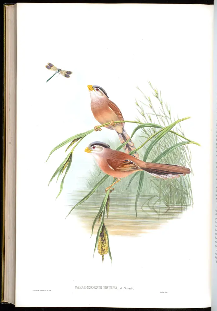 The whole sheet of volume III, plate 74, with its engraved caption