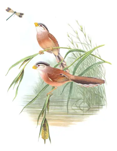 Volume III, plate 74 of Gould's The Birds of Asia: Reed Parrotbill (Paradoxornis heudei)