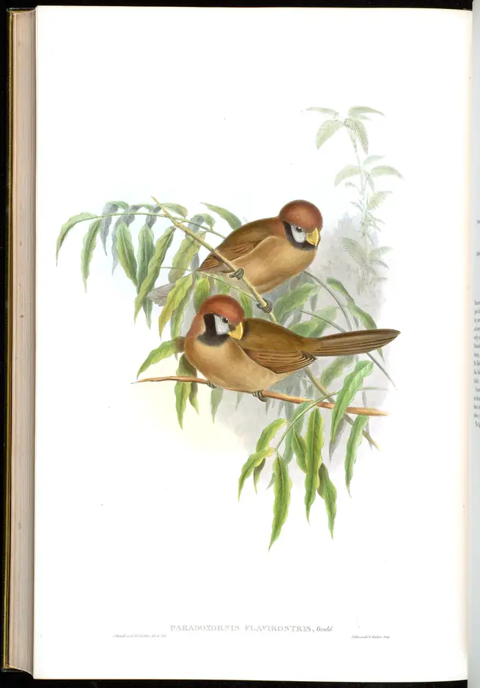 The whole sheet of volume III, plate 75, with its engraved caption