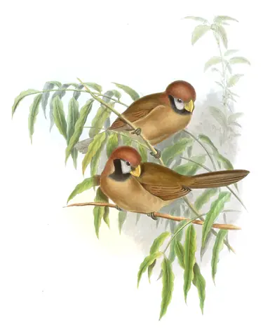 Volume III, plate 75 of Gould's The Birds of Asia: Black-breasted Parrotbill (Paradoxornis flavirostris)